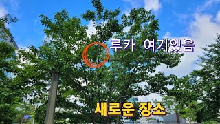 오랜만에 산책나온 청금강앵무새 루카