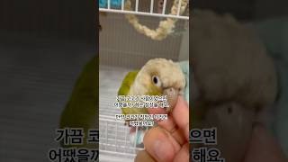 코코도 회사앵은 처음이라, 월요일은 싫어요#코뉴어#앵무…