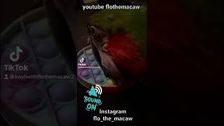 팝잇가지고 노는 할리퀸마카우 harlequin macaw flo