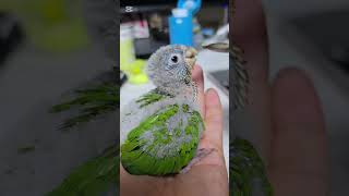 코뉴어 앵무새 이유식 잘먹어요~머리를 정신없게 흔들어요…