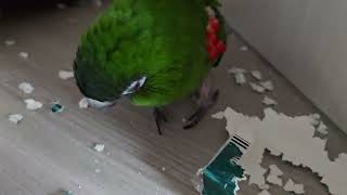 앵무새. 한스마카우. 2013년 봄에 태어남. 12살.…