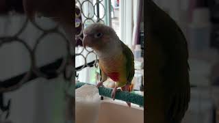 소망이의 일상(코뉴어)잘 먹으니 이쁘네