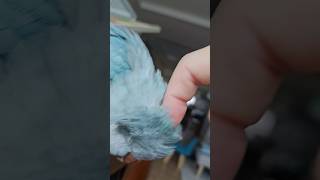 [퀘이커 앵무] 효조녀 II | 손가락 쥐나게 긁으라는 | 레이저 눈빛 #parrot #quakerparrot #까꿍이