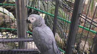 ‘카톡’ 말하는 앵무새(회색앵무 grey parrot,…