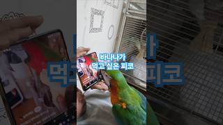 유튭 루카가 먹는 바나나가  먹고 싶은 피코#birds #피코 #할리퀸 마카우