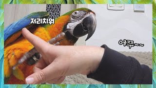 엄마가 놀자고 하니까 싫다면서 다 해주는 츤데레 앵무새