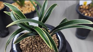 12월10일 토요일 좋은 품종들 10분 준비했습니다