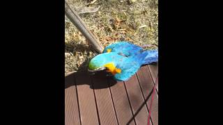 청금강 콴선생의 바깥나들이 [BLUEGOLD MACAW QWAN]