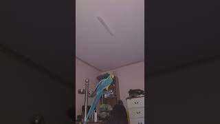 루카랑 그림자놀이 #청금강 #shorts