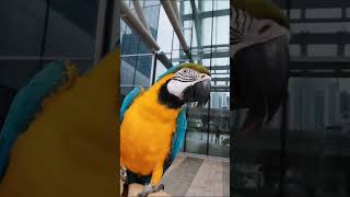 새로운 말을배운 루카 #animal #앵무새 #청금강 #청금강앵무새