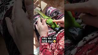 발톱 다듬기 전에 칭찬받는 한스마카우 #한스마카우 #두루 #앵무새 #반려앵무새 #반려동물 #앵아치