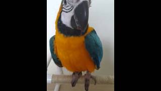 [B&amp;G Macaw Qwan] 청금강 콴선생 돌…