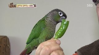 [감동] 49마리 앵무새들과 함께 사는 부부 @TV동물…
