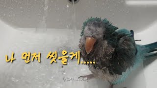 퀘이커앵무새 순도리 Quaker parrot목욕타임♡ …