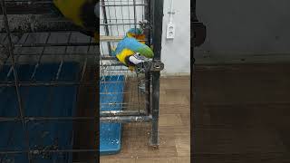 금이 문고리 풀기                     …