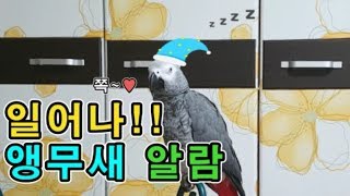 [수다쟁이 회색앵무 코코] EP10. "일어나라고!" 깨우는 앵무새 코코