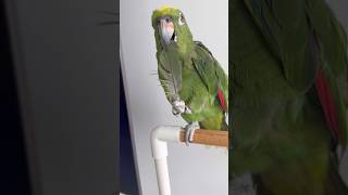 더워서 직접 부채 만들었어요☀️