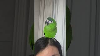 노래하는 다오~#앵무새말#말하는앵무새#노래하는앵무새#한스마카우#다오#앵무새#하랑다오#귀요미#귀여운동영상