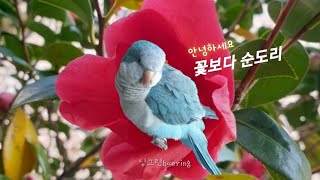 퀘이커앵무새 순도리 일상이 애교❤ 인사도 잘해요