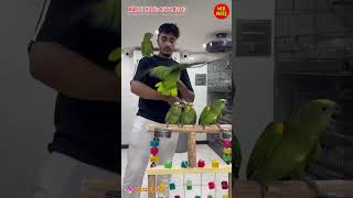 Orange wing amazonYellow crown AmazonBlue fronted Amazon Available in maple exotic #exotic #birds