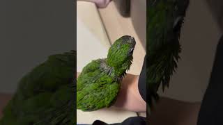 생후46개월 #parrot #birds #cute #funny #한스마카우 #언어천재 #아가새