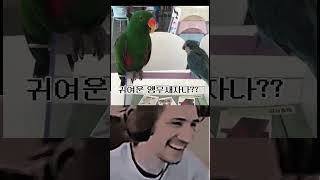 앵무새 #퀘이커앵무