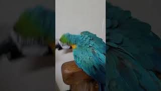 화난 루카 #macaw #청금강 #청금강앵무새