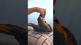 앵비티아이 E 외향형 앵무새 성격 청금강앵무새 #앵무새