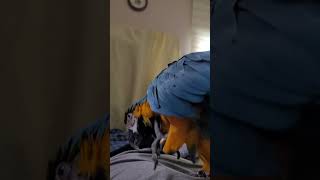 털 정리하는 루카 #macaw #청금강 #청금강앵무새 …