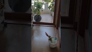 앵질머리 오졌다 #앵무새 #앵무햇살 #코뉴어