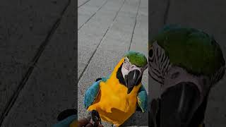 앵무새 산책 #parrot #아마존앵무새 #청금강앵무새 #마카우 #앵무새산책