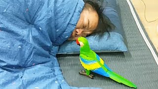 앵무새로 동생 잠 깨우기ㅋㅋㅋ 일어날 때까지 계속합니다…