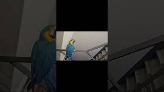 청금강 앵무새 미끄럼틀 연습 #앵무새청하 #앵무새 #birds #청금강앵무새