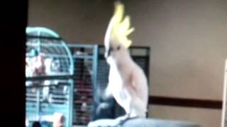 트러블 메이커 내일은 있어 유황앵무의 춤, 미디엄 코카투 bird parrot