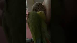 소망이의 일상(코뉴어)