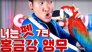 ※말하는 대왕앵무새※부스에서 하루종일 날라다니는 너..밉다..♥ㅣ너는펫 7편 (홍금강)