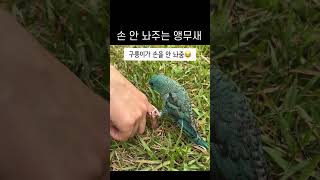 손 잡고 안 놔주는 앵무새 #animal #빗창앵무 #…