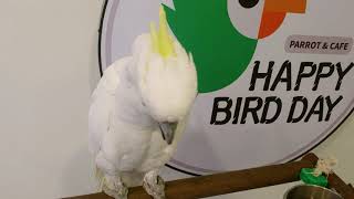 대형앵무새들 간식시간 #미디움코카투 #청금강앵무새 #한…