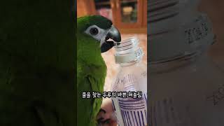 [한스마카우] 물을 찾는 두루의 혀놀림 #앵무새 #반려동물 #한스마카우 #반려조 #animal #parrot #hansmacaw