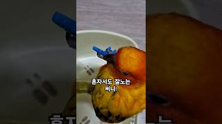 써니가 노는것을 엄마가 방해해서 미안해!~ #썬코뉴어 #parrot #앵무새 #혼자 #alone #play #잘노는 #방해 #interrupt #써니