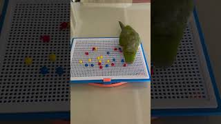 뽑아 뽑아~~ #앵무새 #퀘이커 #parrot #뽑기#재밌어