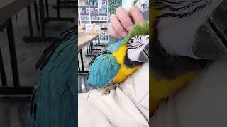 청금강 앵무새 배고플때? 밥주세요~ #청금강