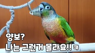 친구의 종도 뺏어버리는 악동 앵무새!!#코뉴어 앵무새#conure