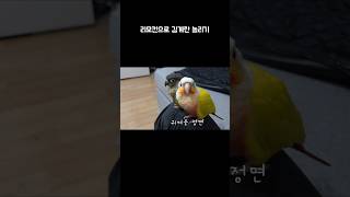 화가 많은 앵무새 김계란  #코뉴어 #코뉴어그램 #앵무…