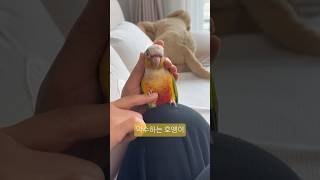 호엥이랑 악수하기  #앵무새 #코뉴어 #cute