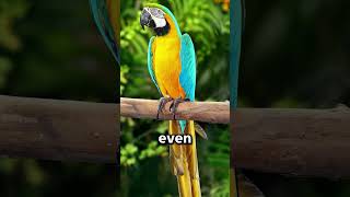 Macaw — a flying rainbow from the jungle! #animalfacts#wildlife#facts