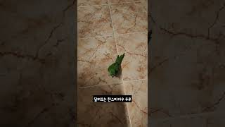 [한스마카우] 달려오는 한스마카우 두루 #앵무새 #한스마카우 #앵집사 #반려조 #반려동물 #animal #parrot #hansmacaw