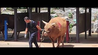 청도소싸움경기장 3경기 (홍)범호 vs (청)금강장사 …