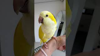 시원한 카페에서~~ #앵무새 #퀘이커 #parrot #시원해#반려동물카페