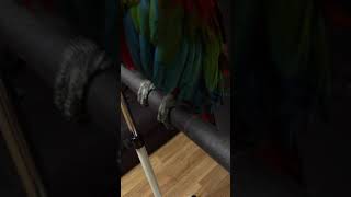 대형 앵무새 옷걸이 횃대 리뷰영상